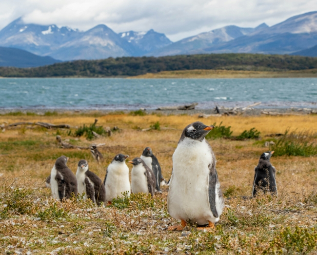 USHUAIA Y EL CALAFATE