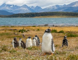 USHUAIA Y EL CALAFATE